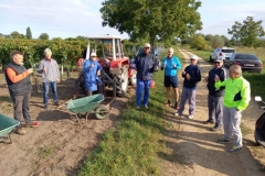 Pfarrweingarten-Lese-2020_01