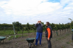Pfarrweingarten-Lese-2020_05